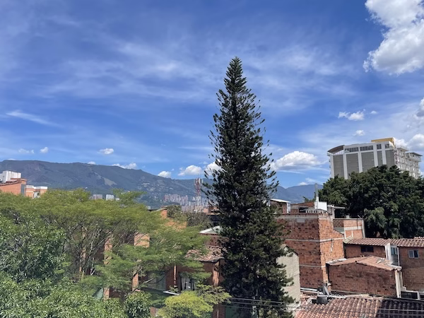 A tree in front of brick buildings in Medellin