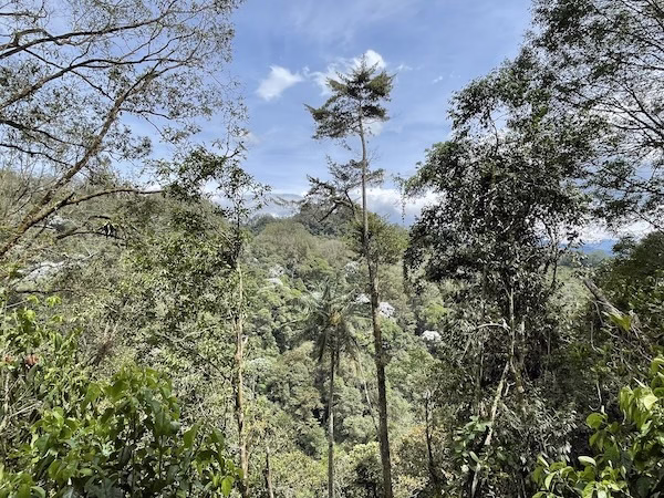 Thick vegetation in Finca Santa Rita