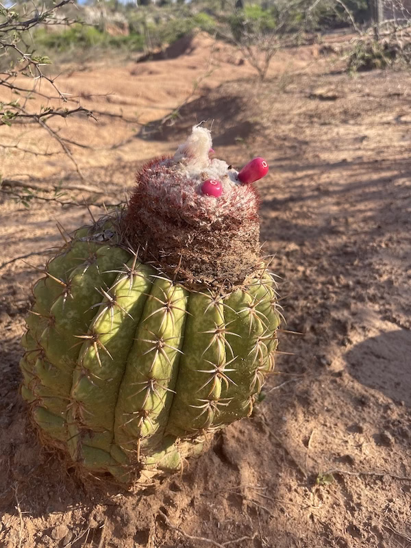 Red fruits growing on top of a spiny cactus.