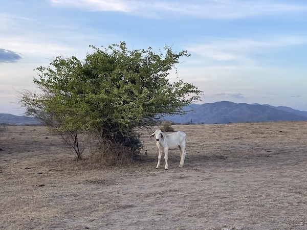 A cow stands next to a tree with mountains in the background in the Tatacoa Desert