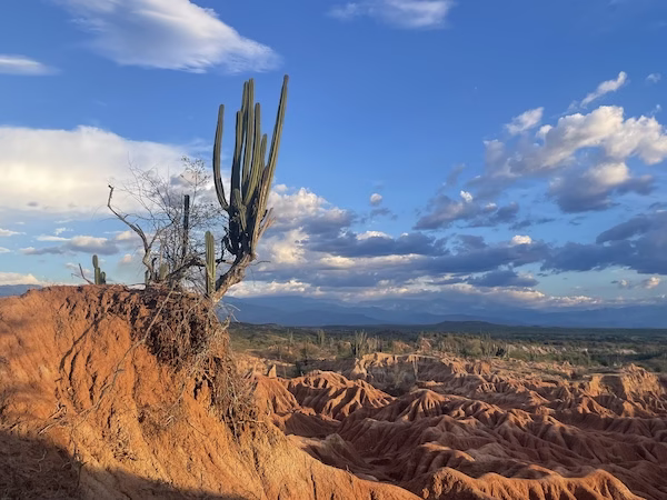 A cactus grows on the edge of a cliff with strange rock formations in the background in the red desert section of the Tatacoa Desert