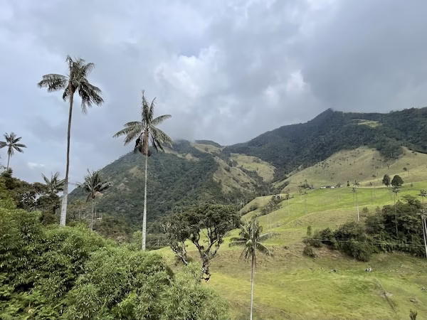 Quindio wax palms in the Valle de Cocora