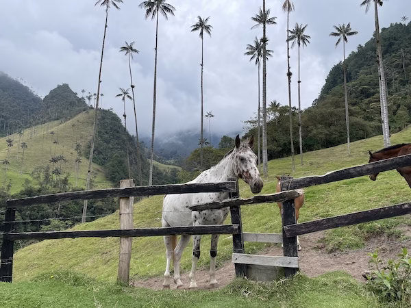 A horse stands near a fence in front of a grove of Quindio wax palms in the Cocora Valley