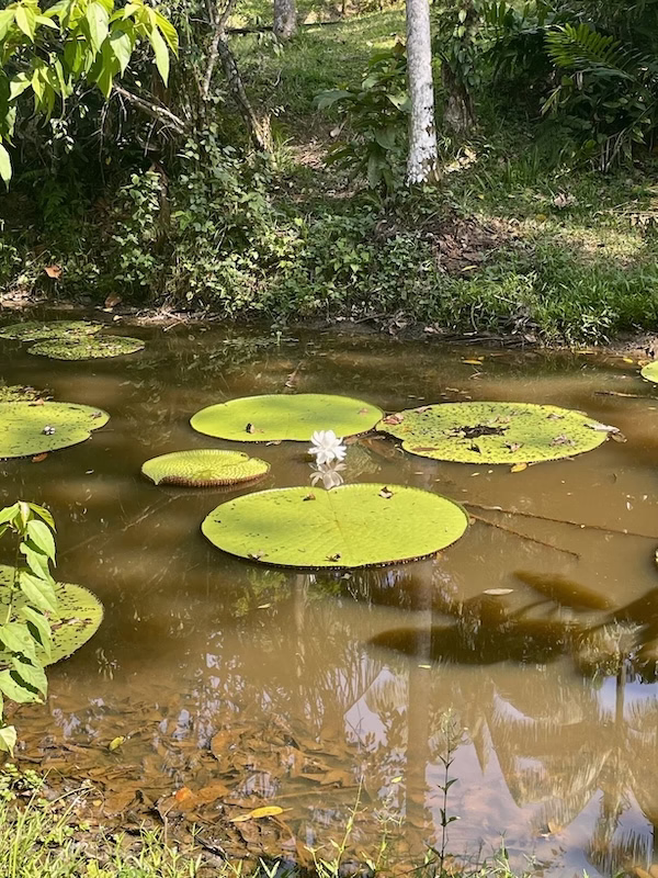 Giant lily pads in the Amazon