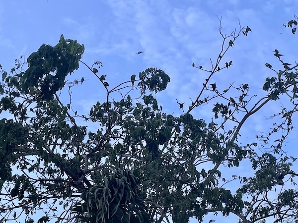 Parakeets roosting in Leticia, Colombia