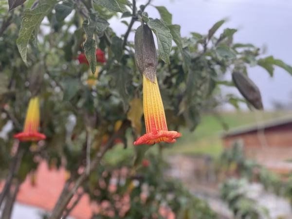 Red and yellow bell-shaped flowers.