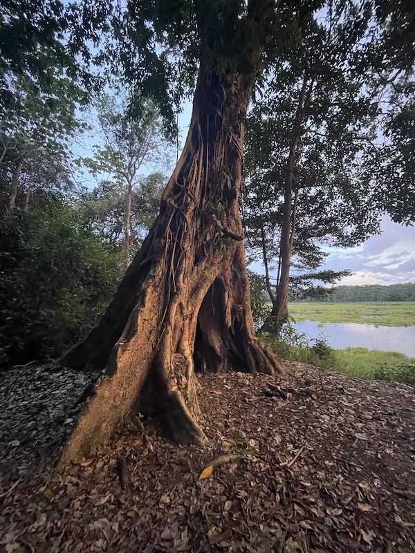 A twisted tree in the Amazon rainforest