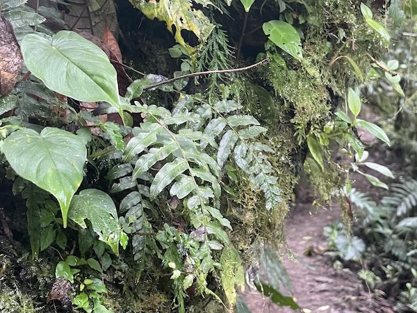 Ferns and moss grow on the side of a rock in the cloud forest