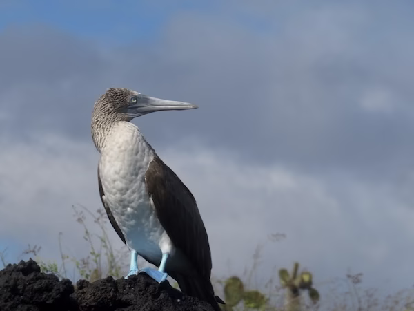 blue footed booby
