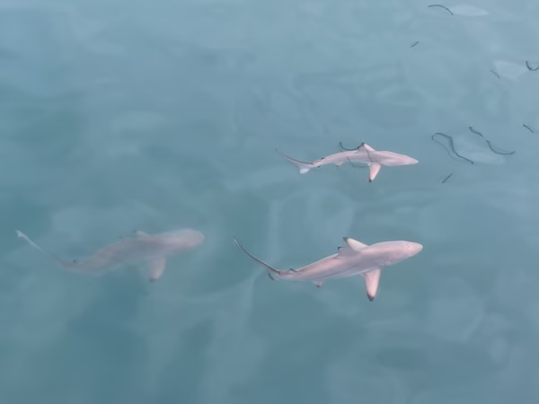 Black tipped reef sharks can be seen on a budget Galapagos cruise.