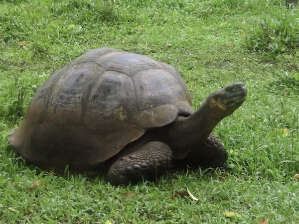 A giant Galapagos tortoise