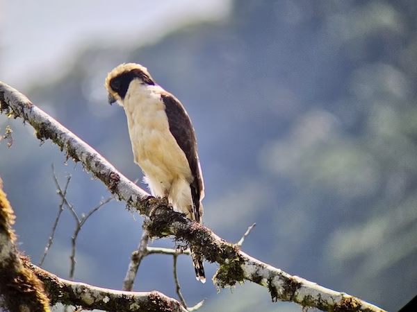 A white and brown hawk perched on a branch