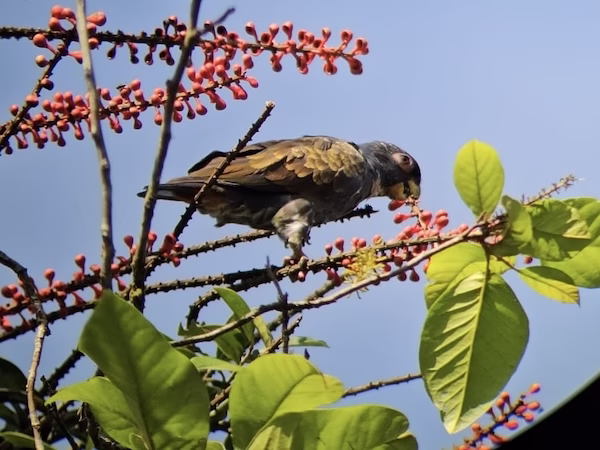 A blue parrot eats a berry on top of a tree