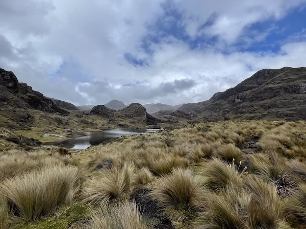 Paramo grass in front of rugged hills in El Cajas National Park
