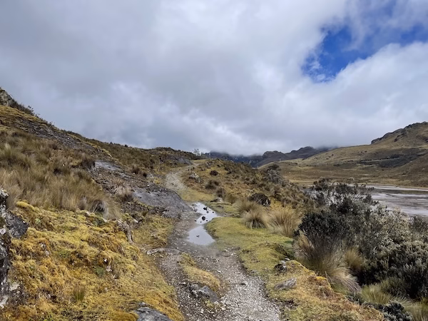 A muddy trail runs through paramo grassland in El Cajas national park