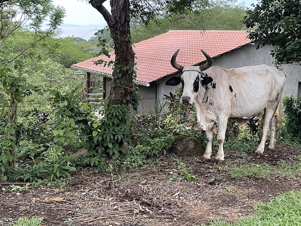 A cow stands next to a building in Isla Ometepe, Nicaragua, Central America