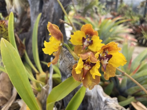 A yellow orchid flower