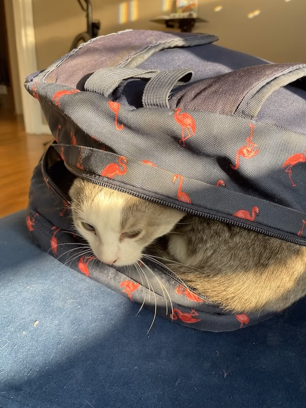 A cat in a backpack. Not an essential item to pack for Central America, but cute nonetheless.