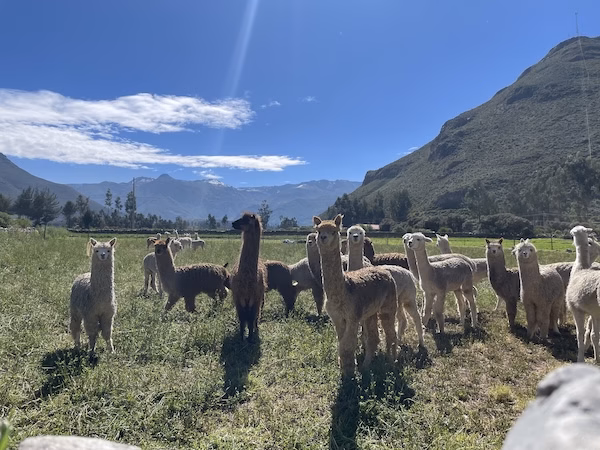 A herd of alpacas in Peru