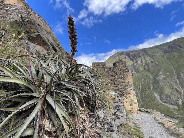Plants grow on the side of a mountain alongside Inca ruins in Ollantaytambo, Peru