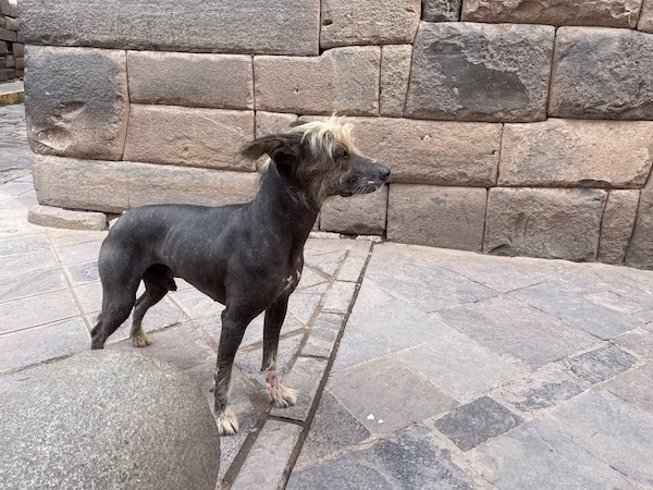 A Peruvian hairless dog. A good dog can guide your travels in Peru