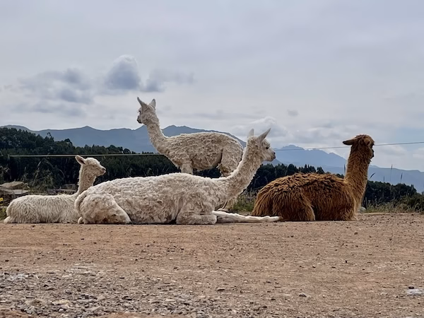 Alpacas rest on the ground at the site of Sacsayhuamán