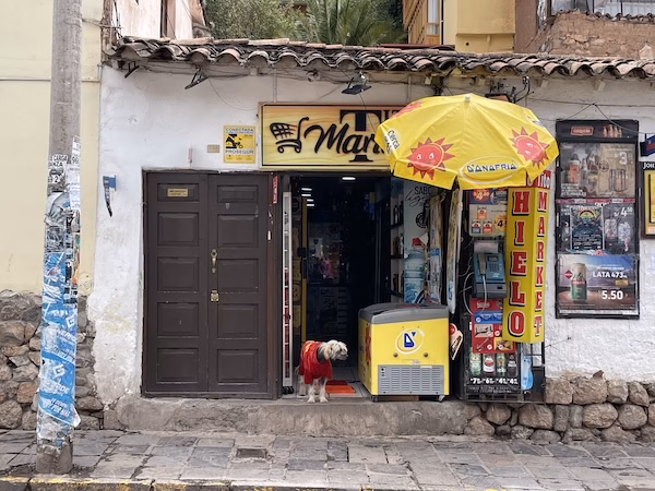 A dog wearing a red sweater sits in the doorway of a small mini-market next to an ice cream cooler.