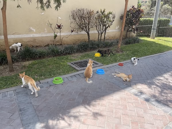 Cats eat from colorful bowls in Parque Kennedy, an attraction in Lima included in most travel guides