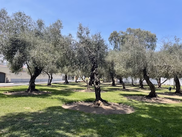 Olive trees in Bosque Olivar