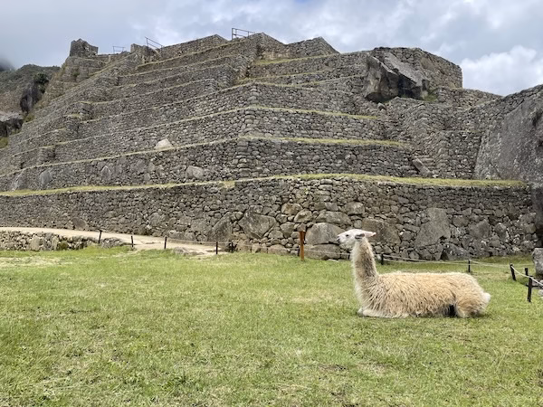 A llama rests on the grass in front of a stone pyramid at Machu Picchu