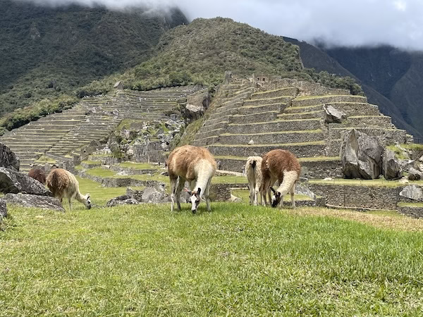 Llamas eat grass in front of terraced steps at Machu Picchu