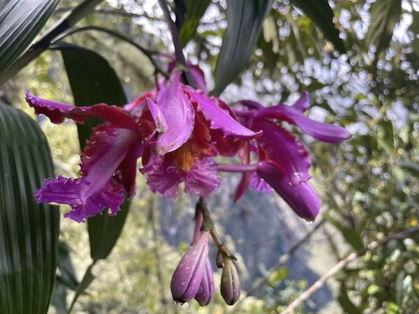 A purple orchid flower in Peru