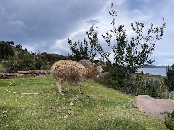 A llama tied up to a stone wall in Llachón, Peru