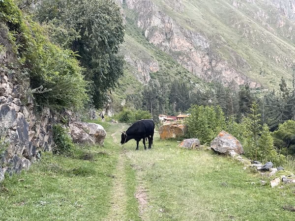 A black bull stands blocking a trail in Ollantaytambo
