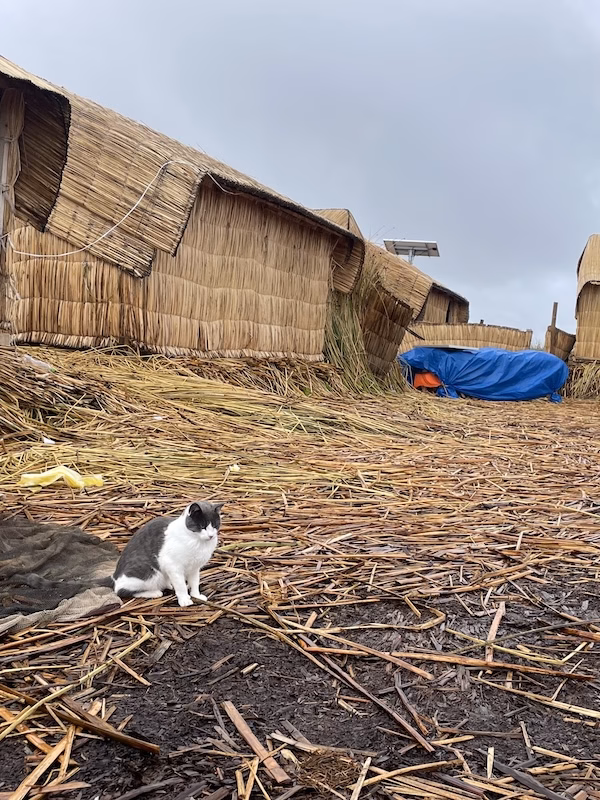 A cat sits on a reed island in Uros, Lake Titicaca